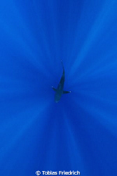 Silvertip shark centered in sunlight, looking down in the... by Tobias Friedrich 